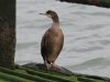 Shag at Southend Pier (Steve Arlow) (53148 bytes)